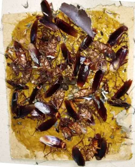 106787797_578966966006925_451862235816127143_n