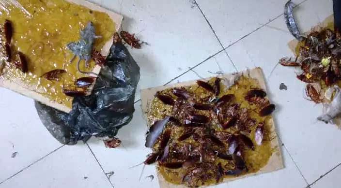 107052493_652159282324503_4432821037116786669_n