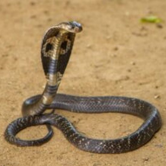 0402b059-cf75-45af-ae77-1afa4d7a174d-300x225