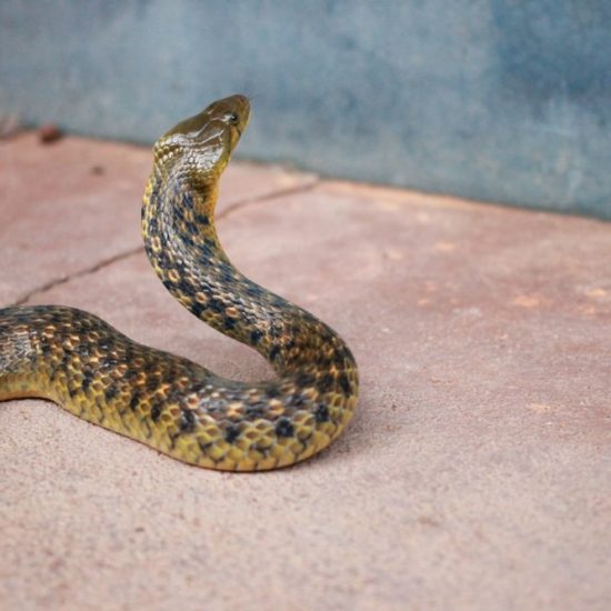 photo-1532513630896-33e5a9e5d346